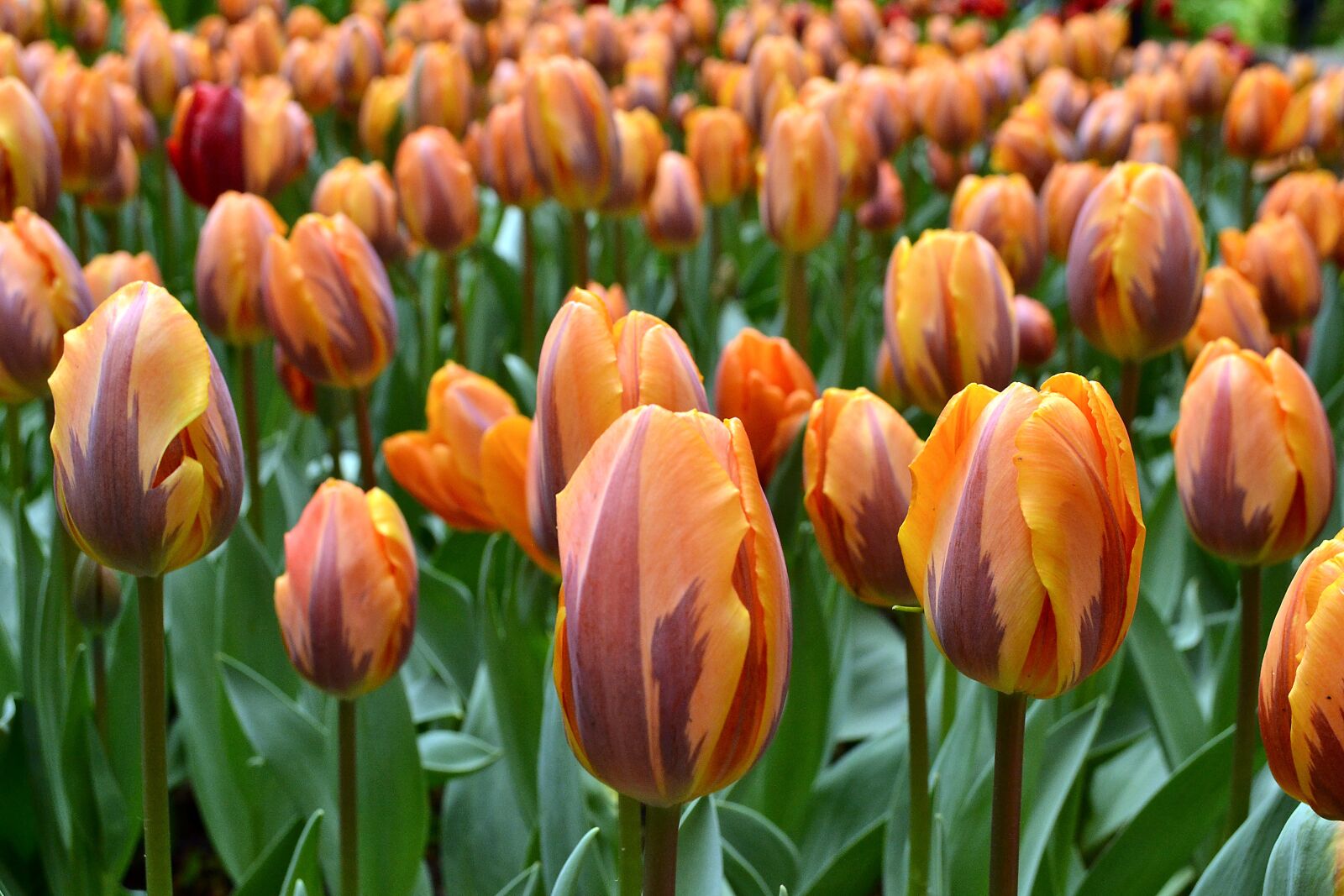 Nikon D3100 sample photo. Flowers, tulips, holland photography