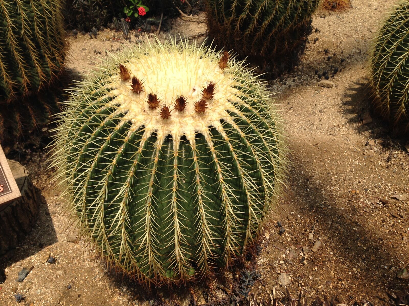 iPhone 5 back camera 4.12mm f/2.4 sample photo. Cactus, thorn, botanical garden photography