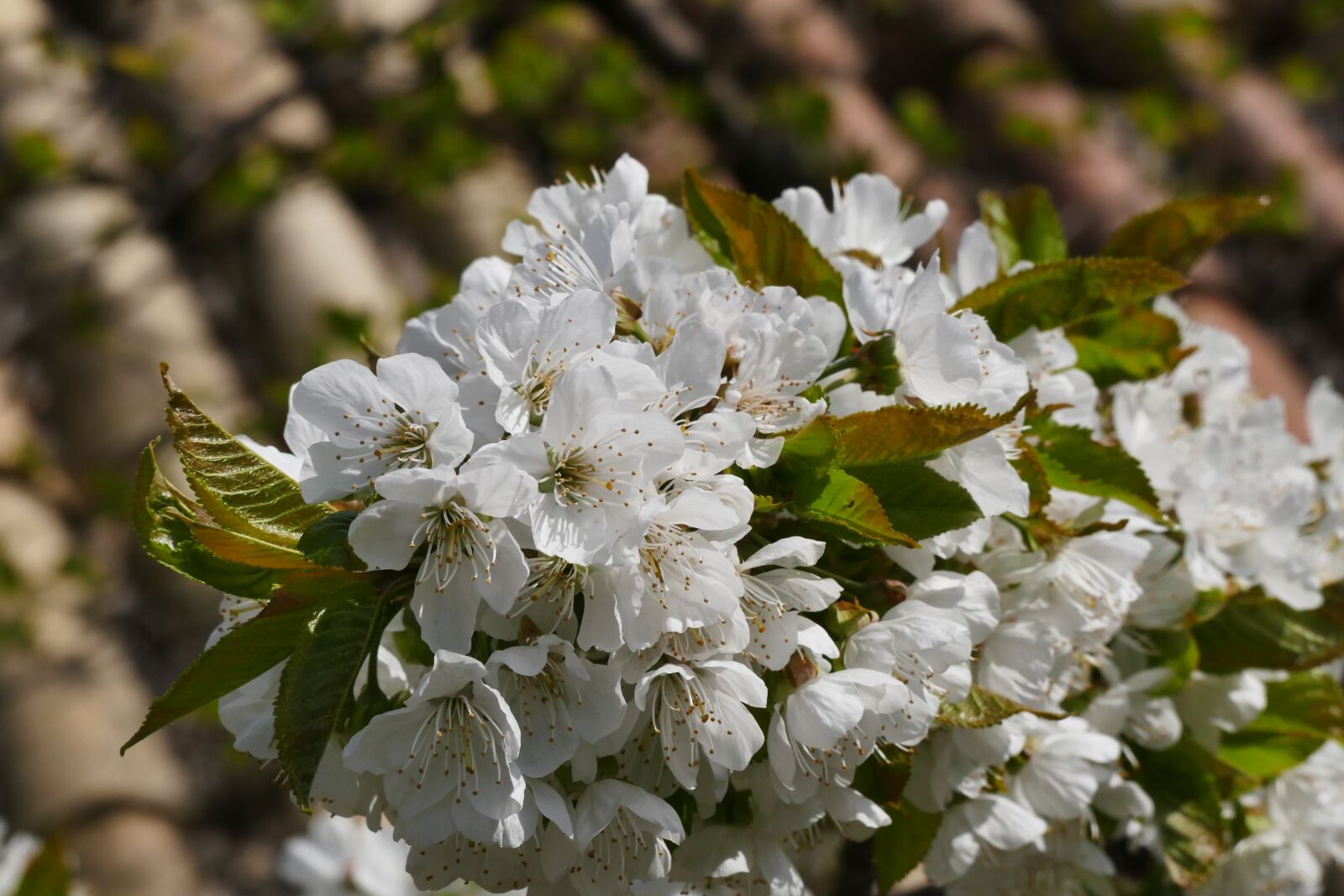 Panasonic Lumix DMC-FZ1000 sample photo. Spring, apple blossom, nature photography