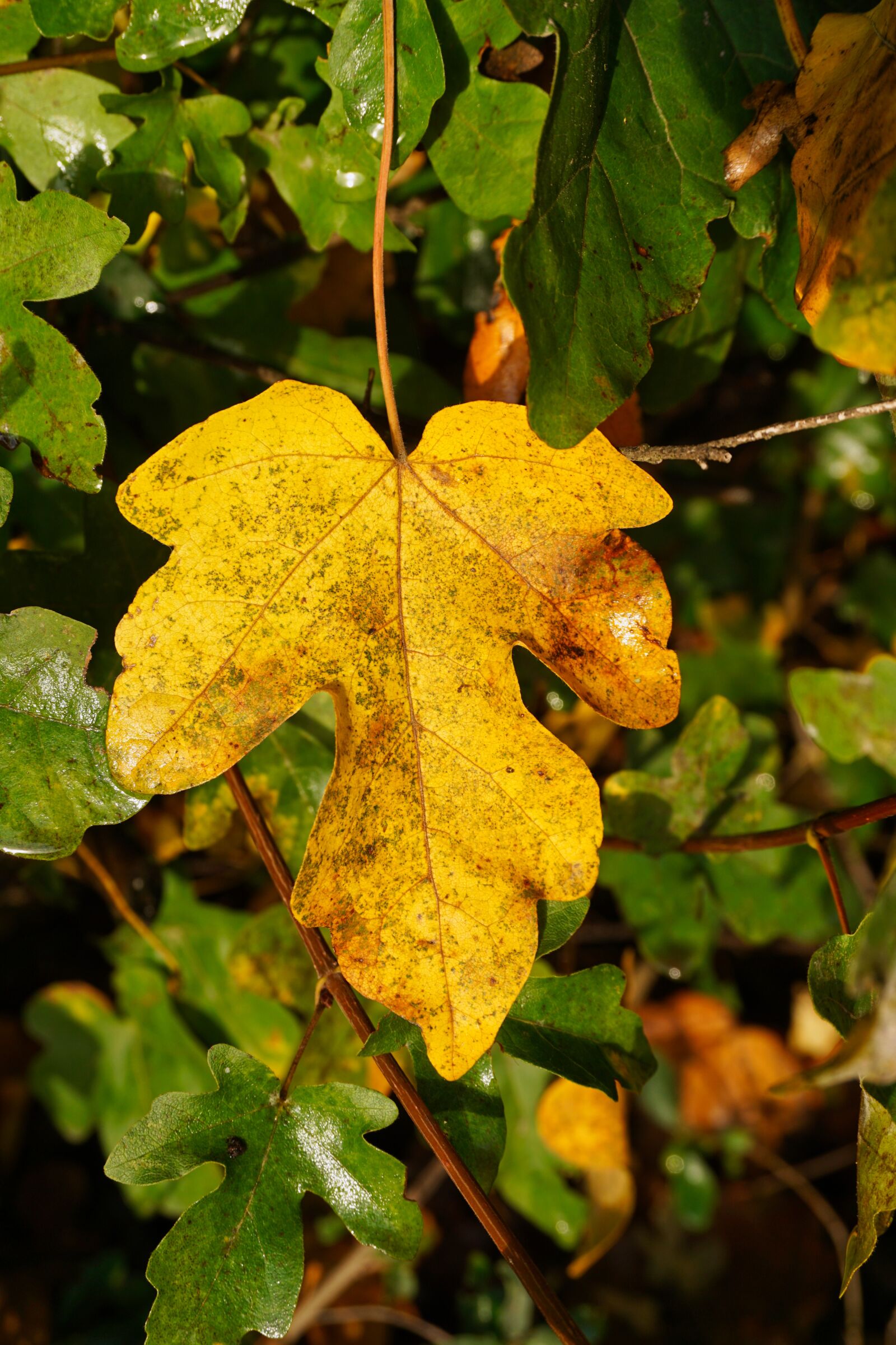 Sony E 16-50mm F3.5-5.6 PZ OSS sample photo. Autumn, fall foliage, leaves photography