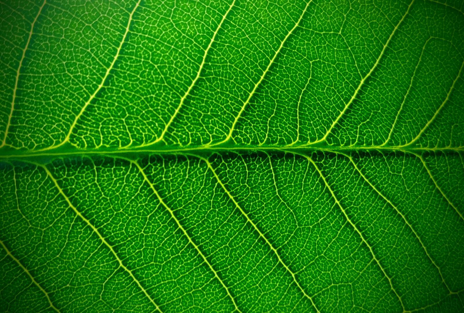 LG G6 sample photo. Summer, green, leaf photography