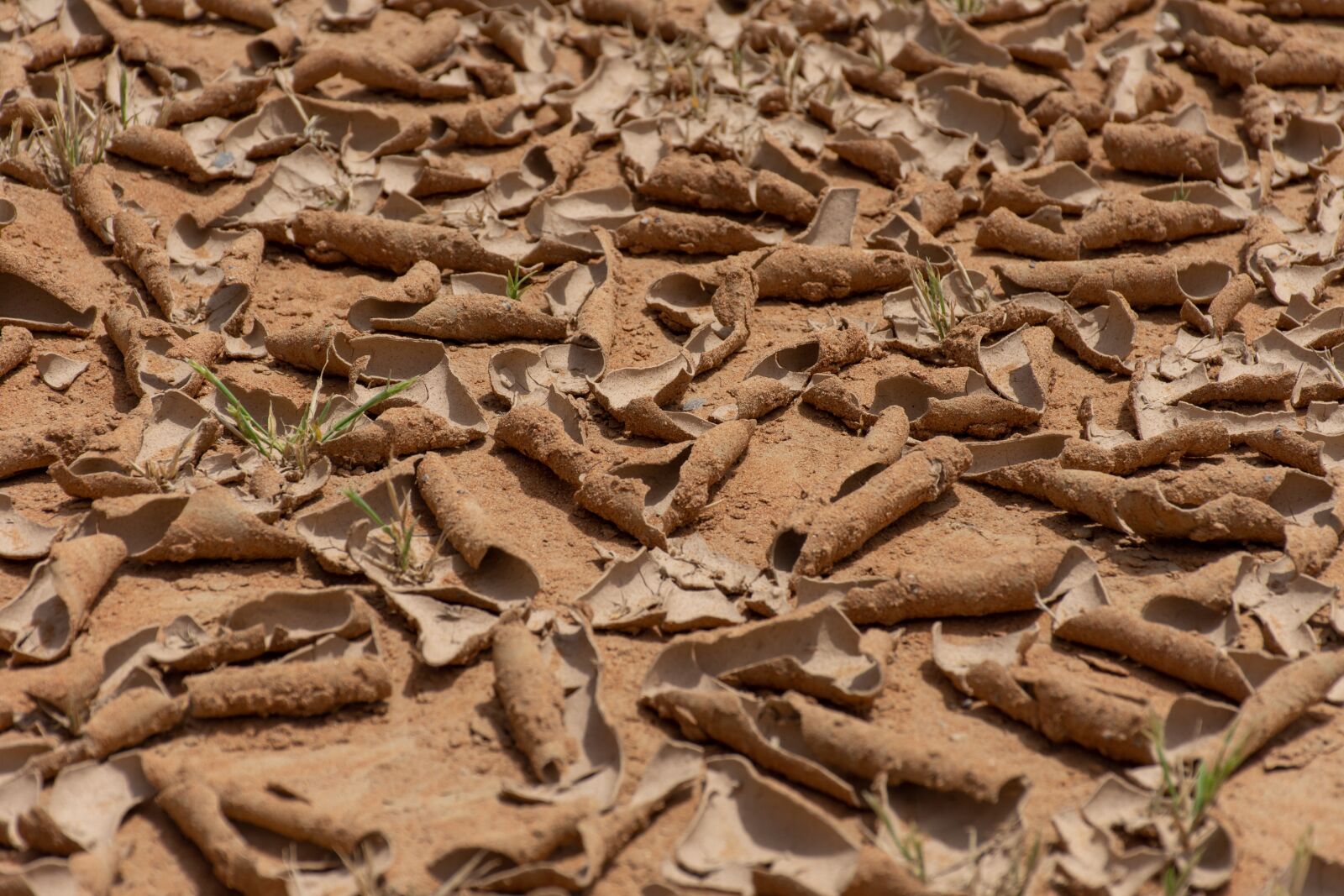 Nikon D7200 sample photo. Angle, arid, backdrop photography