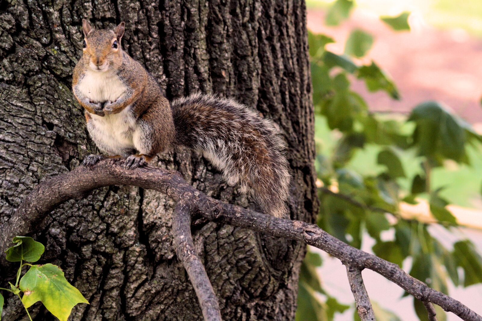 Canon EOS 1000D (EOS Digital Rebel XS / EOS Kiss F) sample photo. Animal, cute, nature, squirrel photography