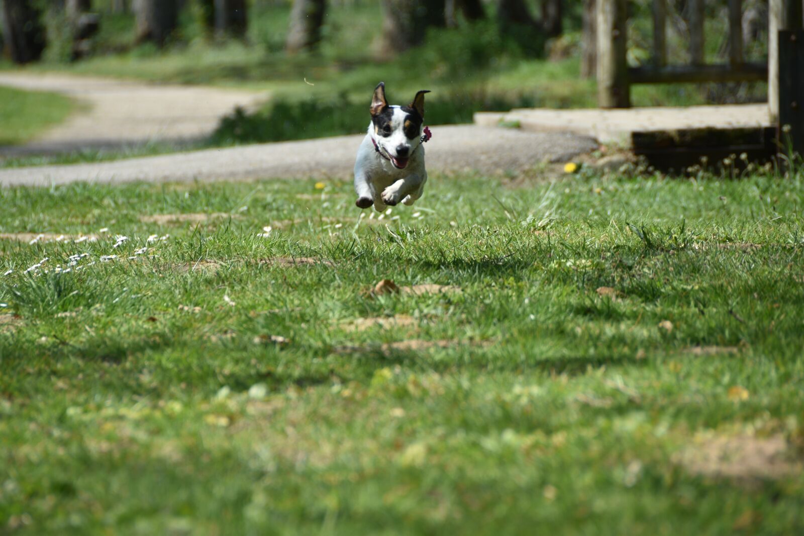 Nikon D5600 sample photo. Dog, run, jack russel photography