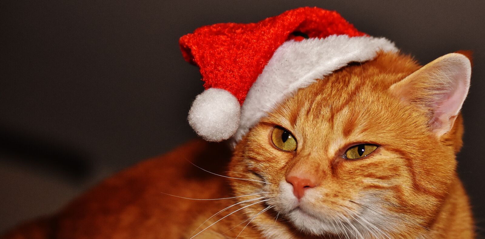 Nikon D7200 sample photo. Cat, red, christmas photography
