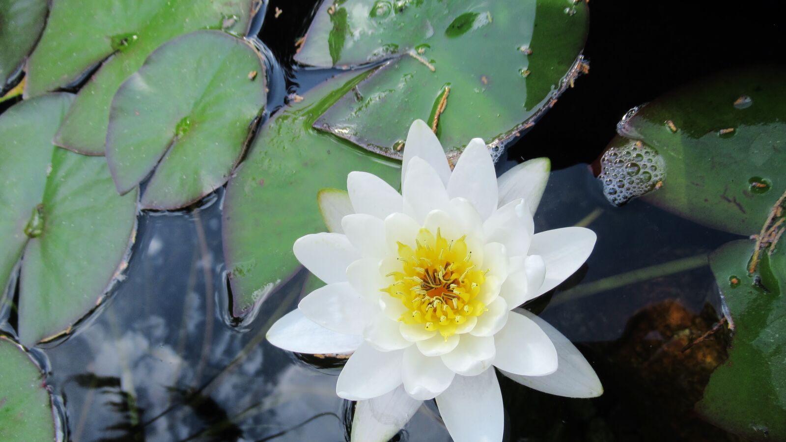 Canon PowerShot SX620 HS sample photo. Water lily, white, flower photography