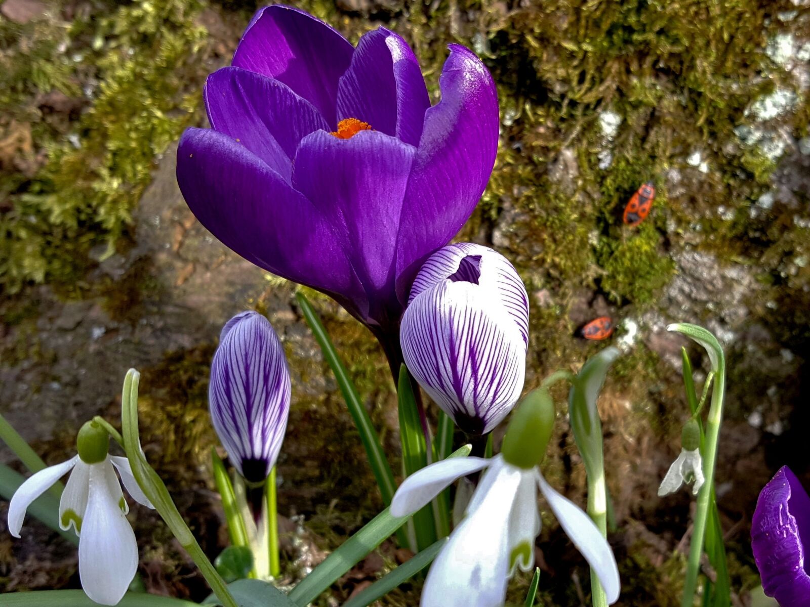 Samsung Galaxy S6 sample photo. Flower, nature, plant photography
