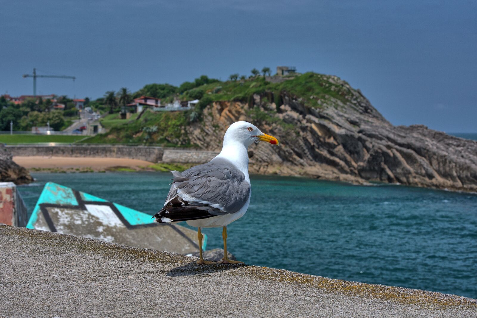 Nikon D3400 sample photo. Bird, sea, seagull photography