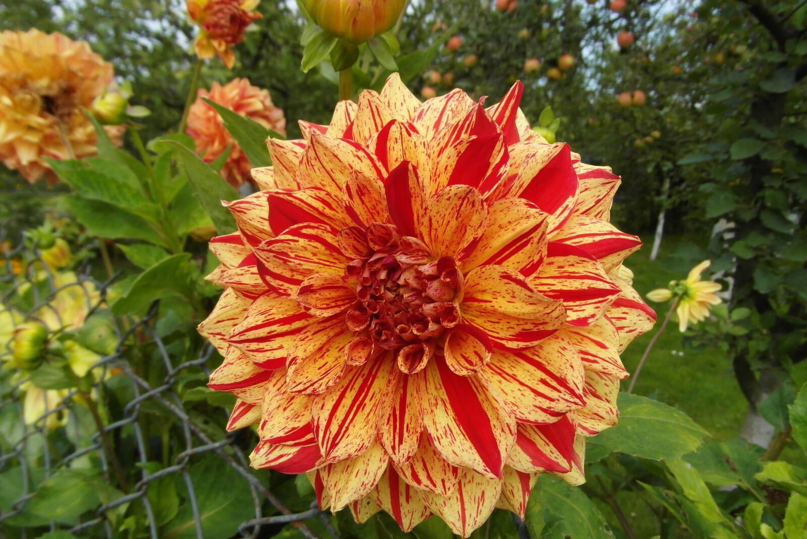 Samsung WB750 sample photo. Dalia, flower, garden photography