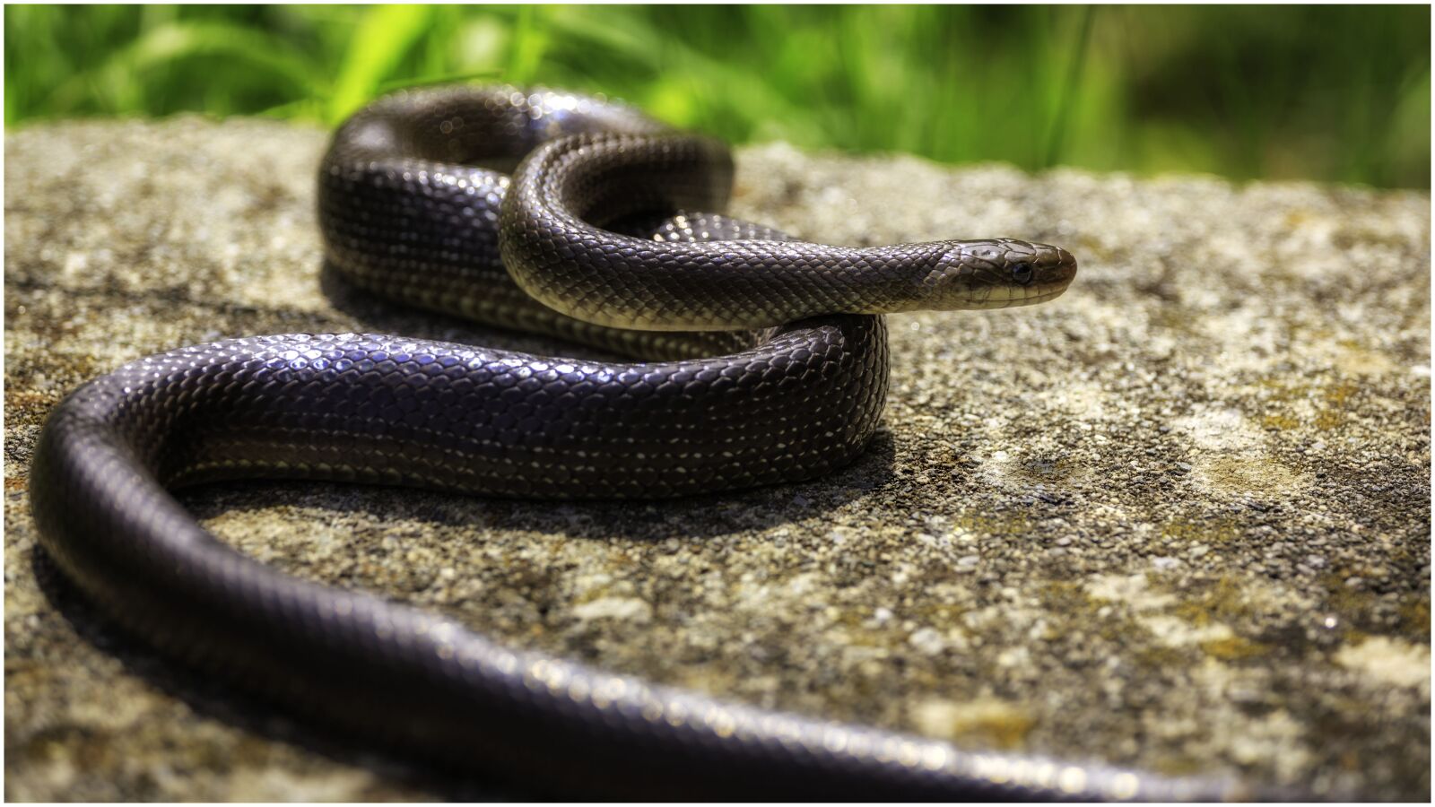 Canon EF 70-200mm F4L USM sample photo. Snake, reptile, nature photography