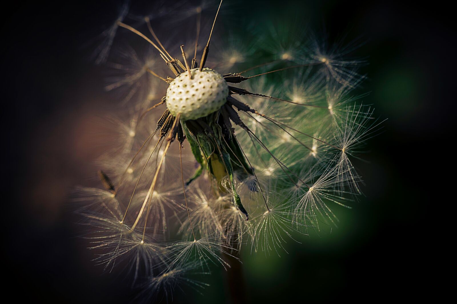 Nikon D3300 sample photo. Nature, dandelion, plant photography