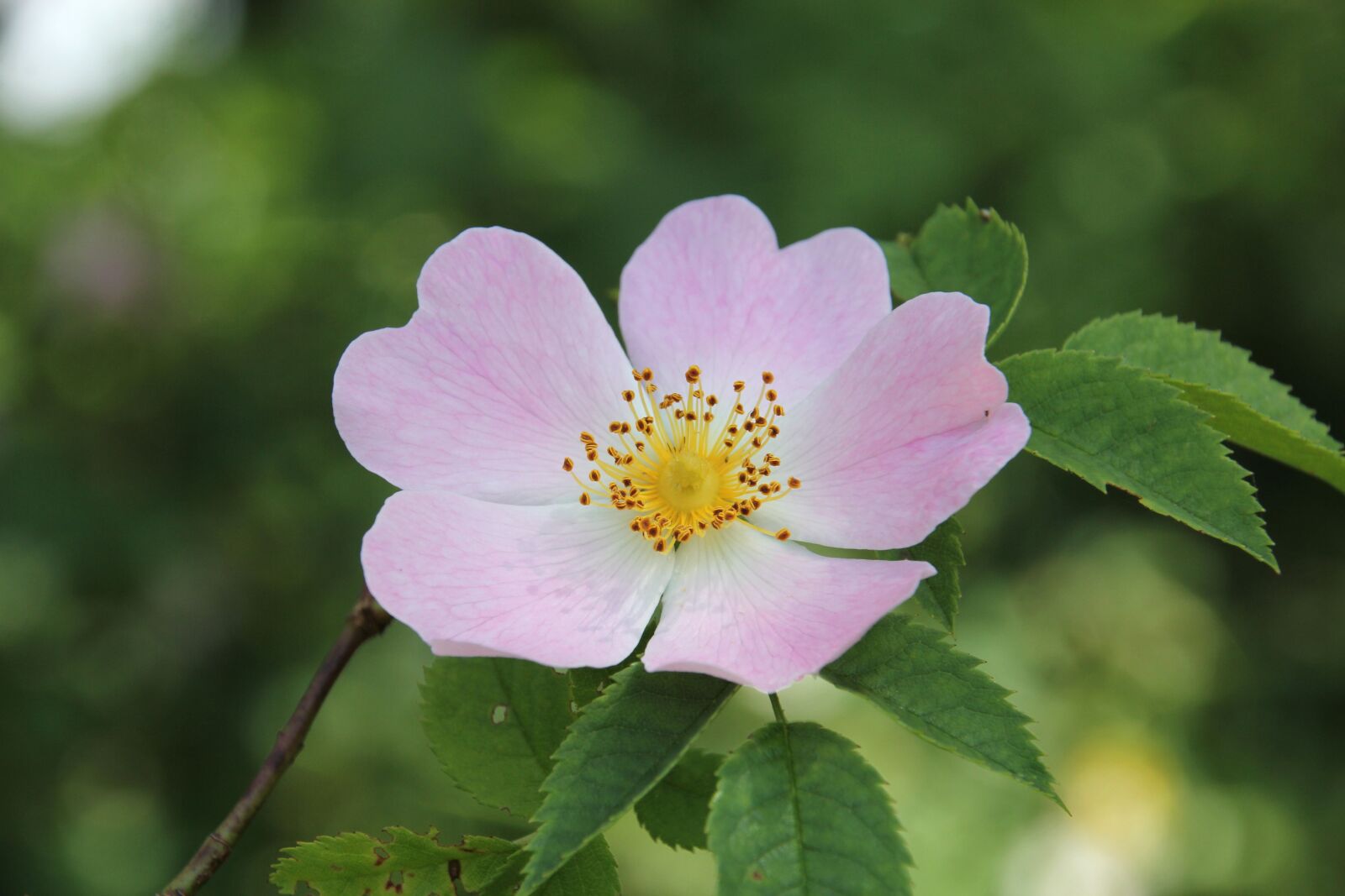 Canon EOS 60D sample photo. Rose hip, blossom, bloom photography