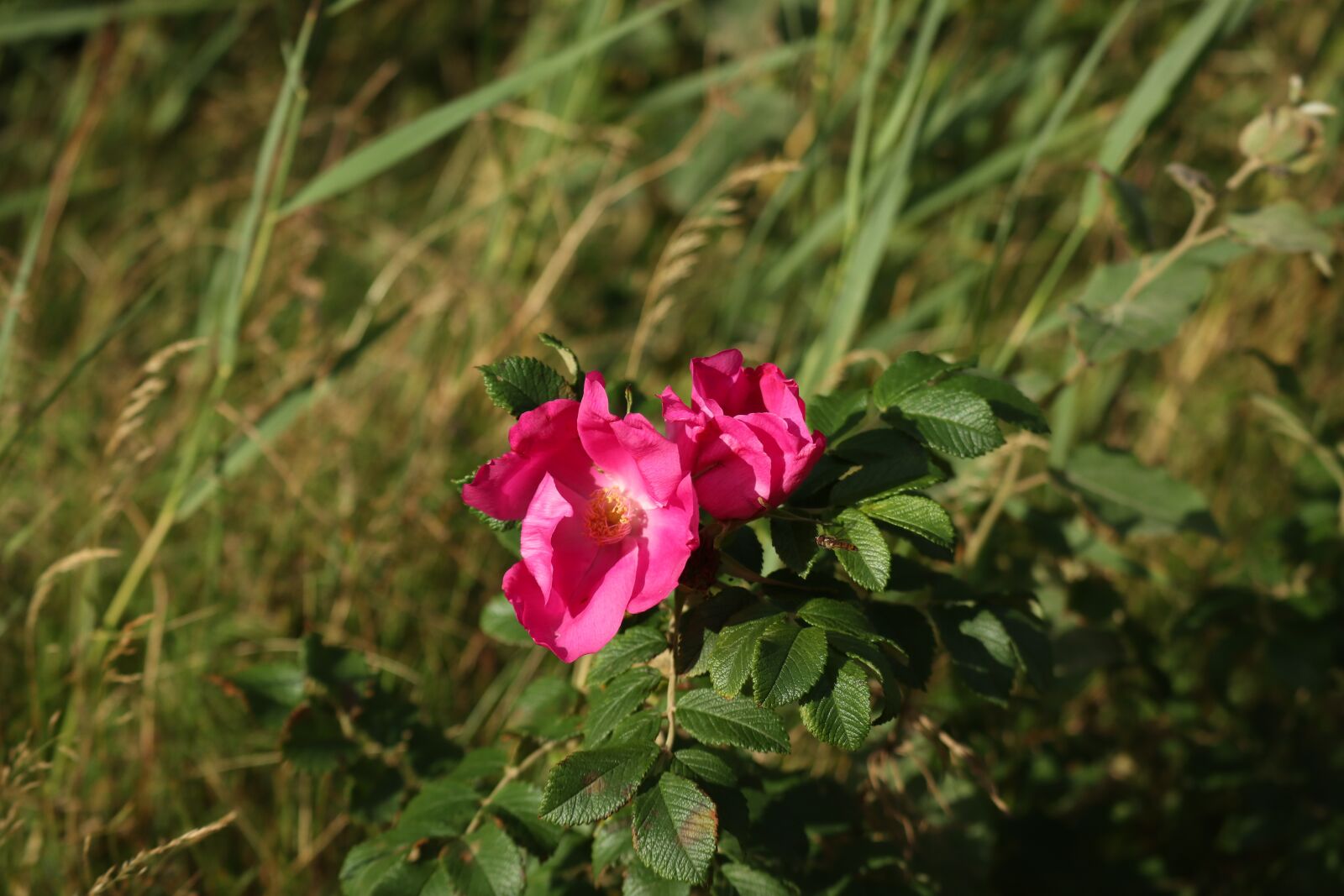 Canon EF-M 55-200mm F4.5-6.3 IS STM sample photo. Rose, bush wind rose photography