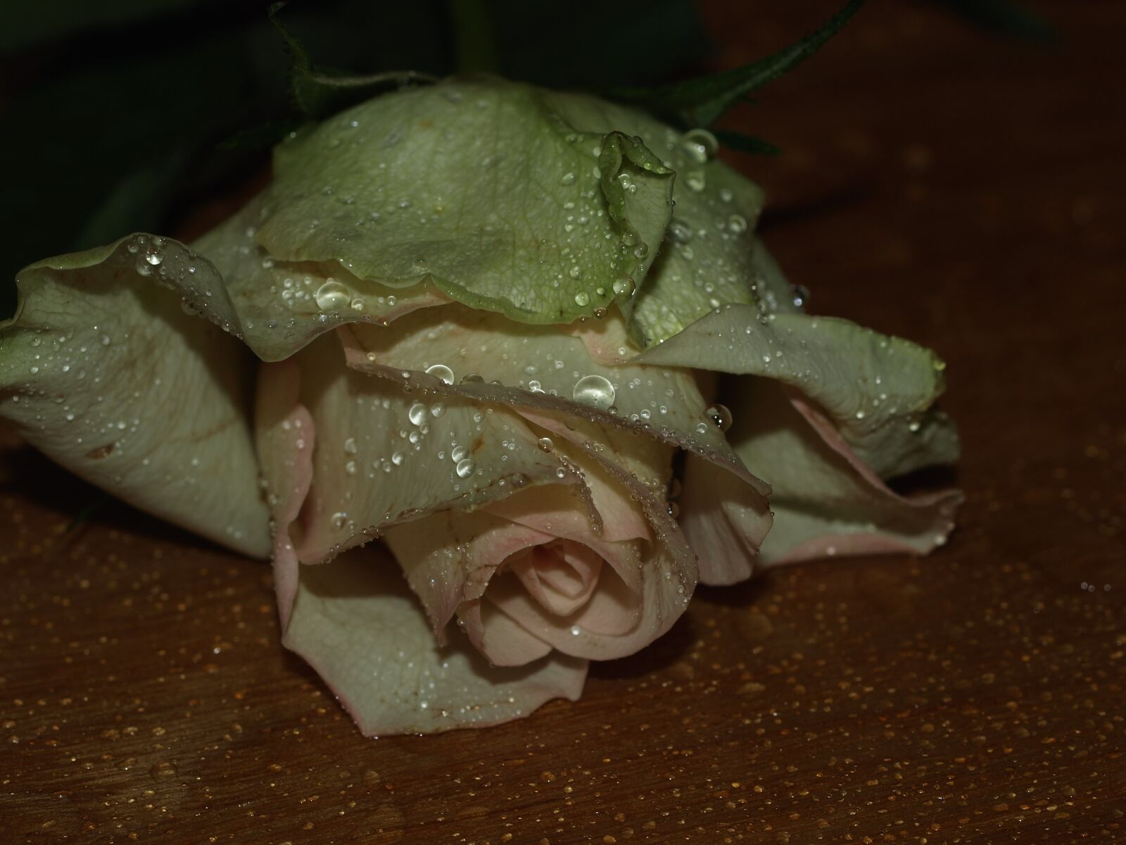 Olympus E-510 (EVOLT E-510) sample photo. Rose, dark, bloom photography