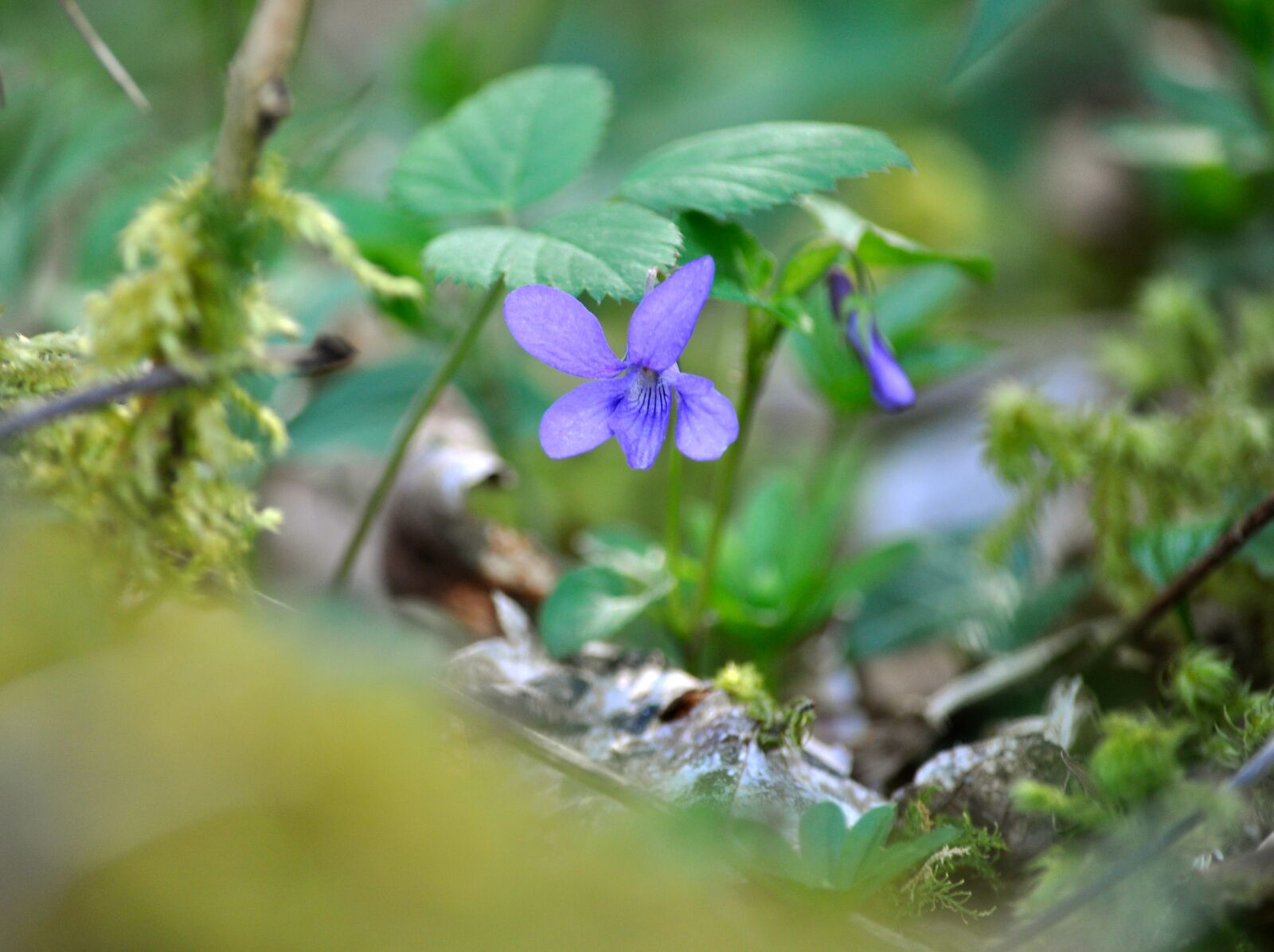 Nikon D90 sample photo. Violet, viola, close up photography