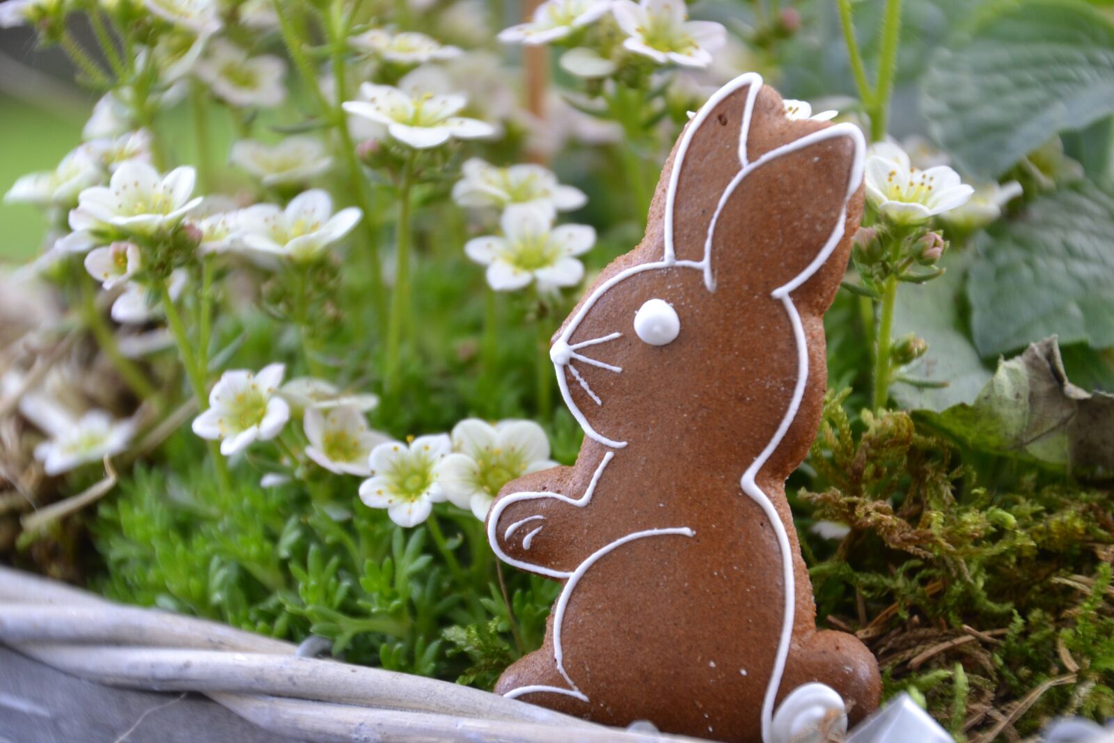Nikon D3100 sample photo. Rabbit ears, hare, easter photography