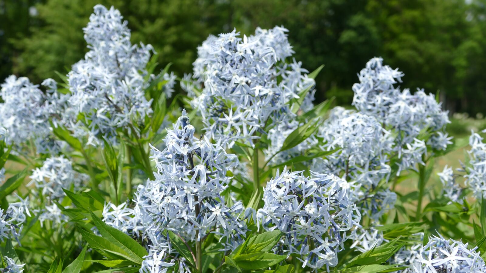 Panasonic Lumix DMC-FZ1000 sample photo. Plant, tender, blue photography