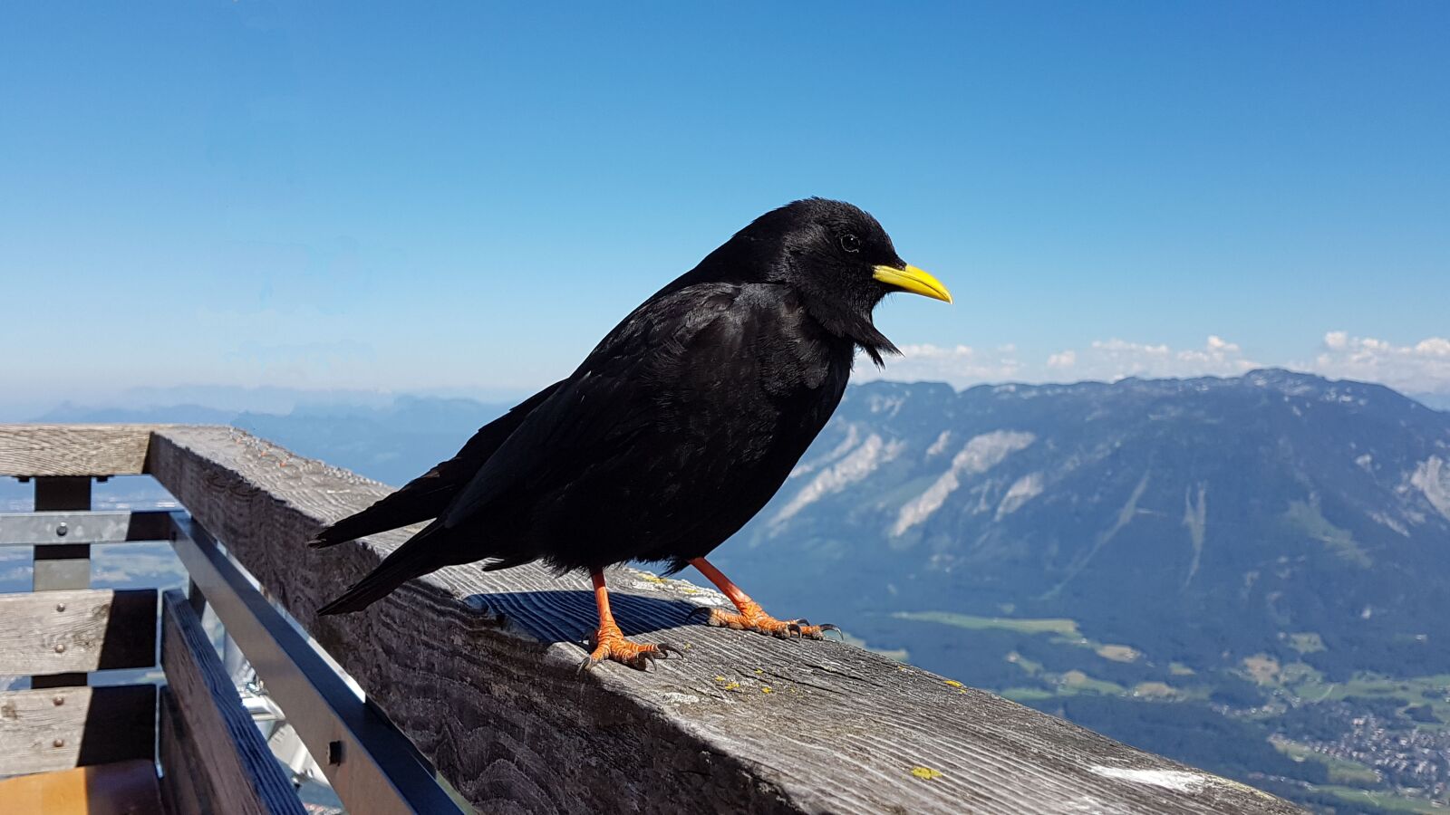 Samsung Galaxy S7 Edge sample photo. Bergdohle, bird, chough photography