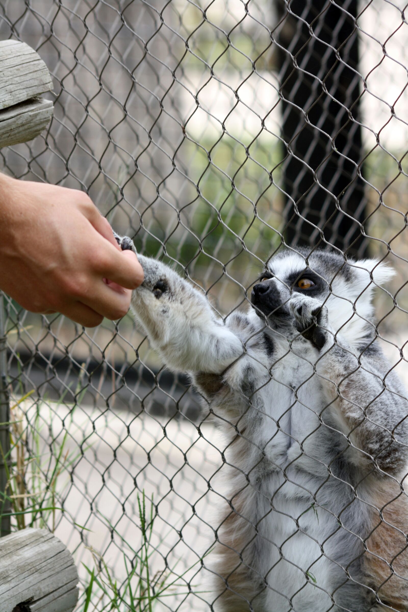 Canon EOS 1000D (EOS Digital Rebel XS / EOS Kiss F) sample photo. Lemur, share, zoo photography