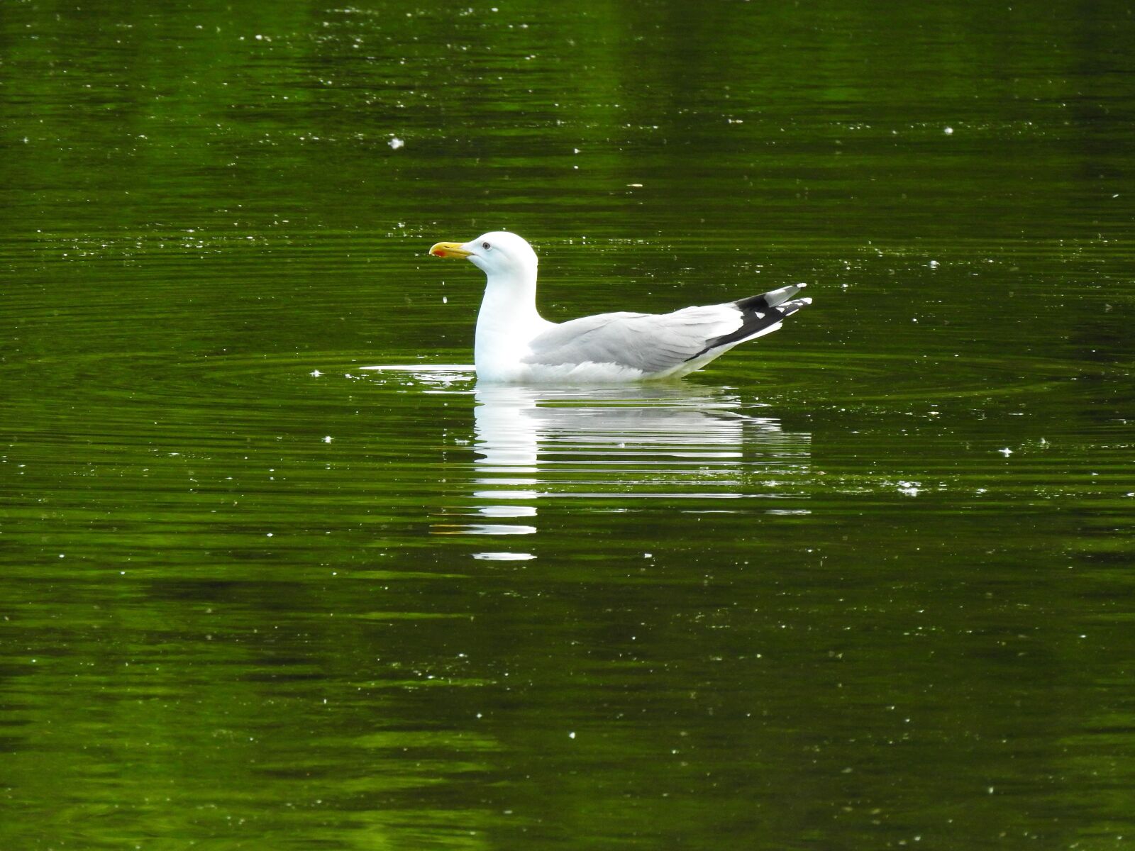 Nikon Coolpix P900 sample photo. Seagull, bird, lake photography