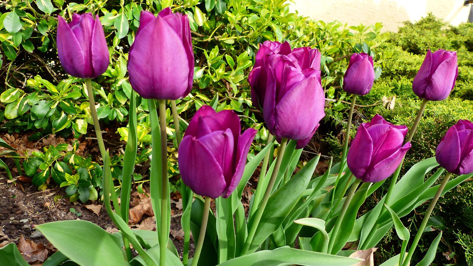 Panasonic Lumix DMC-FZ200 sample photo. Nature, flower, plant photography