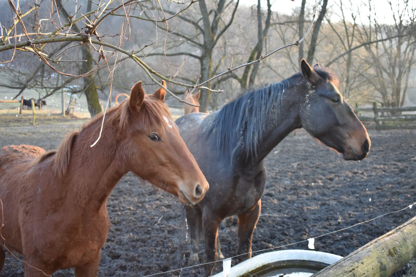 Nikon D3400 sample photo. Horse, horses, nature photography