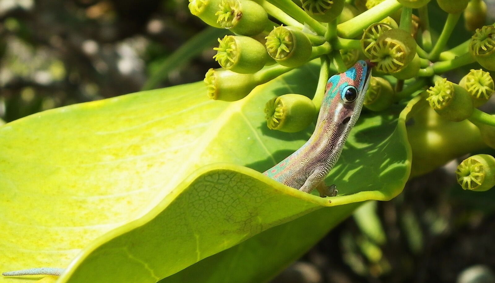 Pentax X90 sample photo. Lezard, nature, wildlife photography