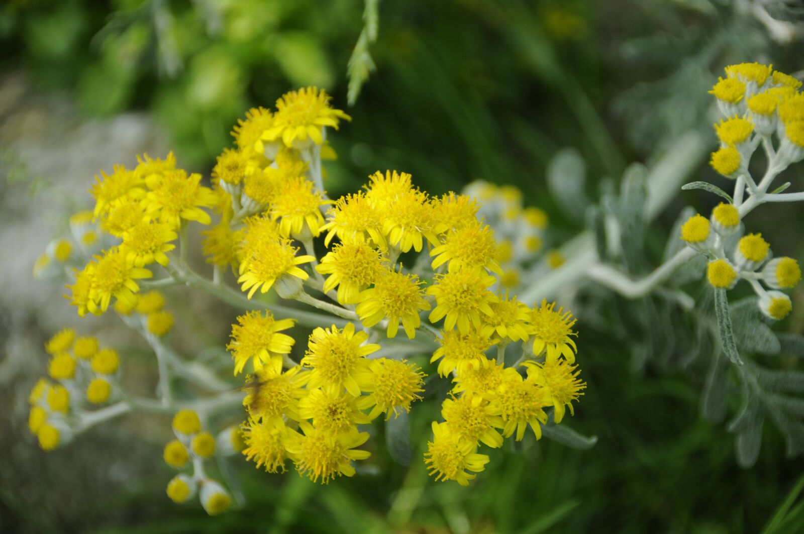 Nikon D300 sample photo. Flower, blossom, bloom photography