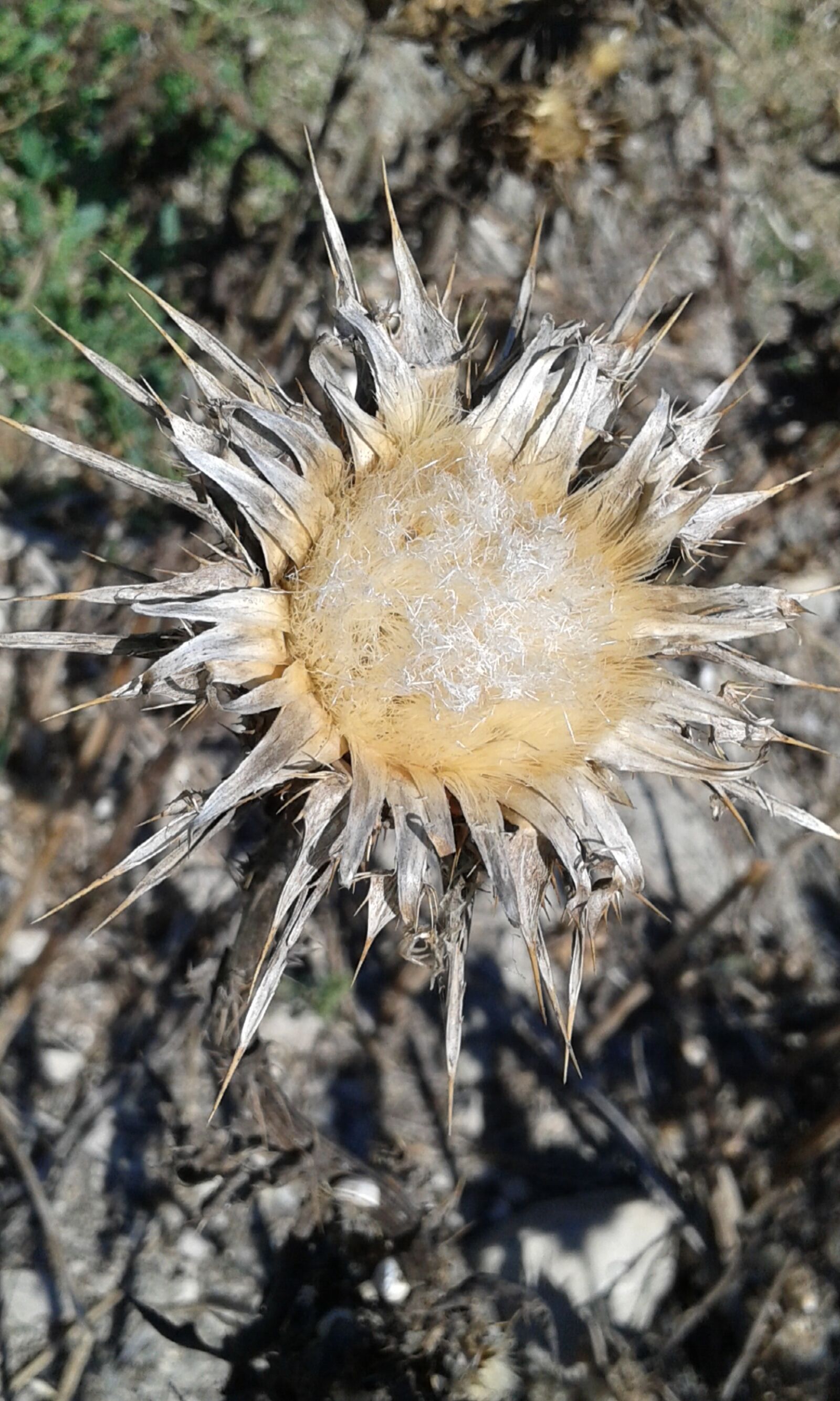 Samsung Galaxy Core Plus sample photo. Thistle, nature, flower photography