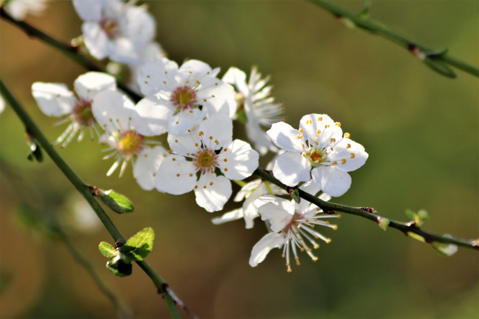 Canon EOS 200D (EOS Rebel SL2 / EOS Kiss X9) sample photo. White flowers, branches, spring photography