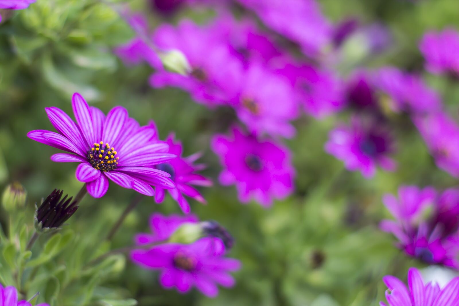 Canon EOS 1100D (EOS Rebel T3 / EOS Kiss X50) sample photo. Margaritas, flowerpot, purple photography