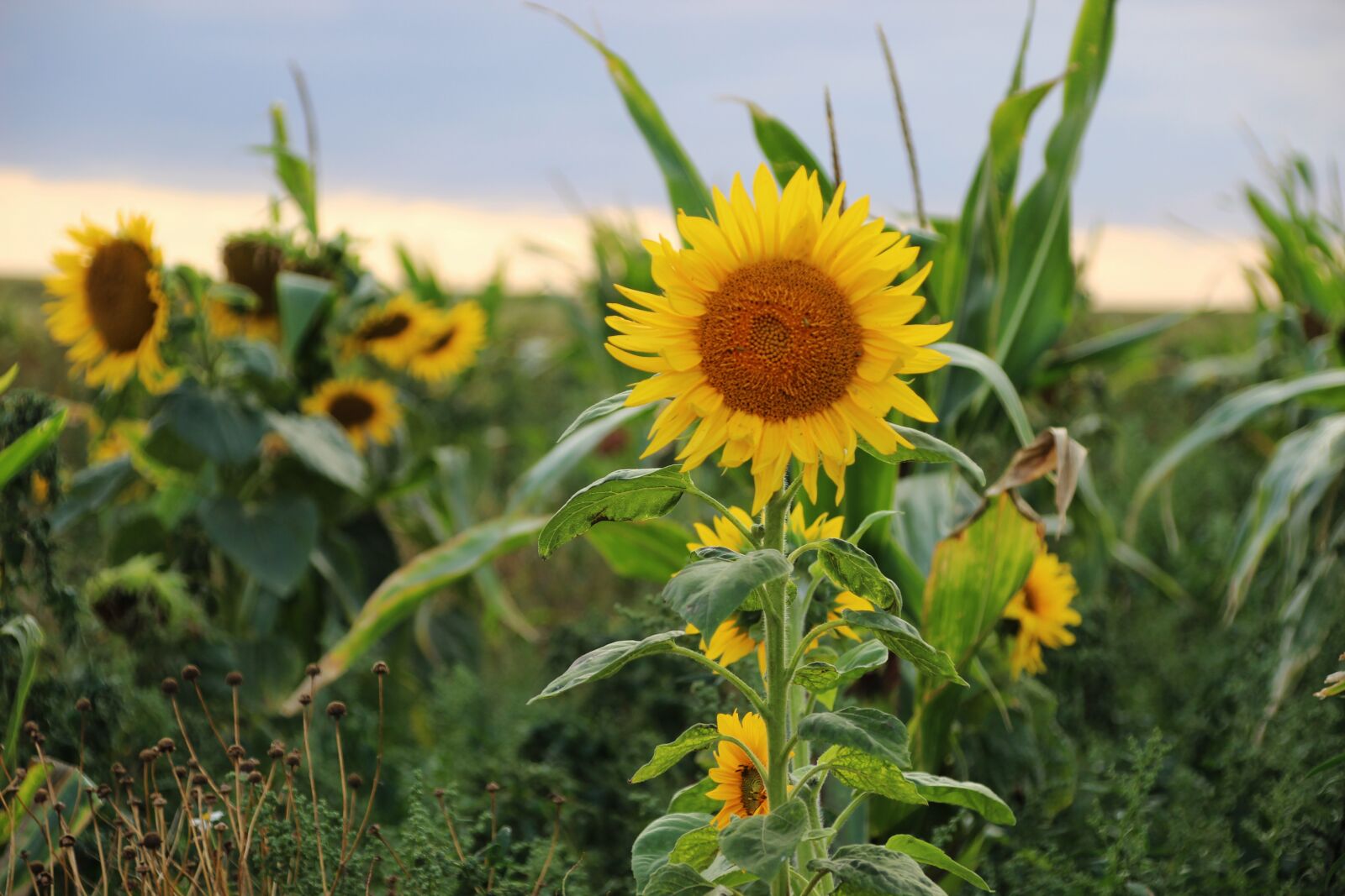 Canon EOS 600D (Rebel EOS T3i / EOS Kiss X5) + Canon TS-E 90mm F2.8 Tilt-Shift sample photo. Sunflower, cornfield, nature photography