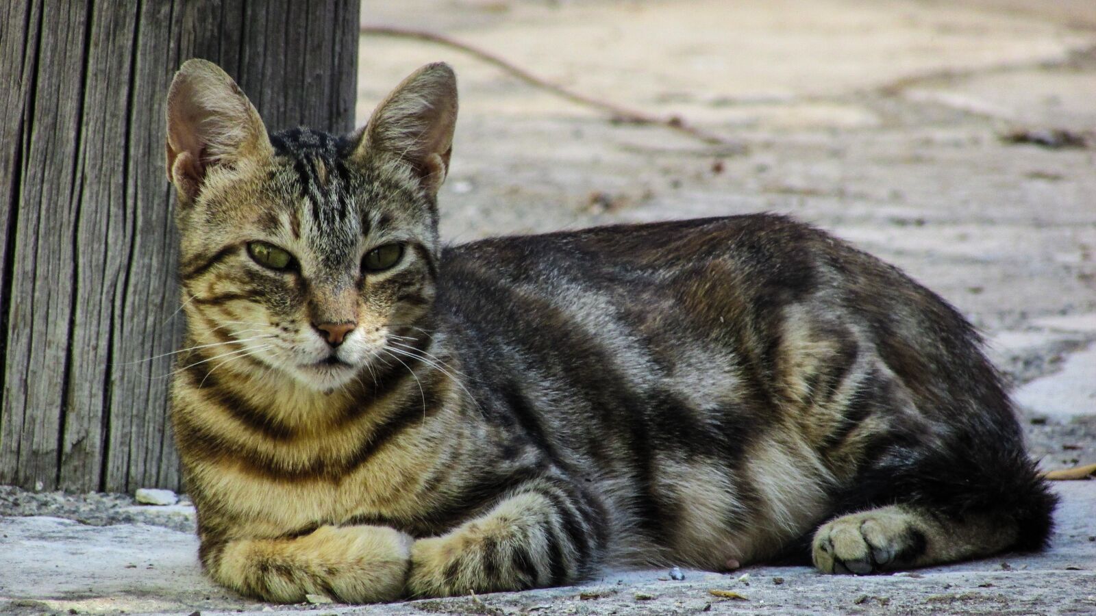 Canon PowerShot SX400 IS sample photo. Cat, resting, looking photography