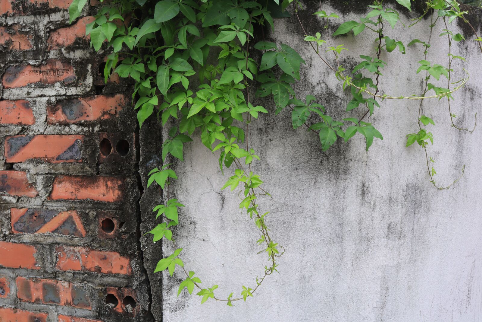 Canon EOS M50 (EOS Kiss M) sample photo. The wall, tiles, tree photography