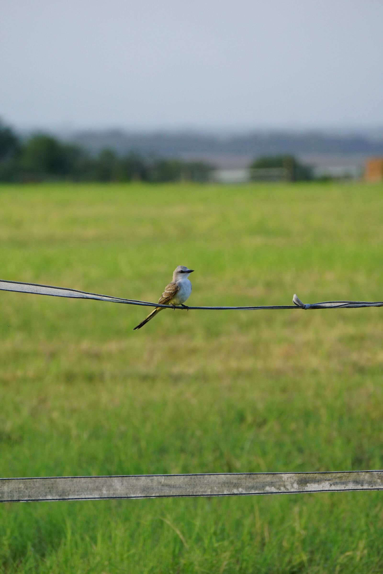 Sony E 55-210mm F4.5-6.3 OSS sample photo. Hayfield, bird on a photography