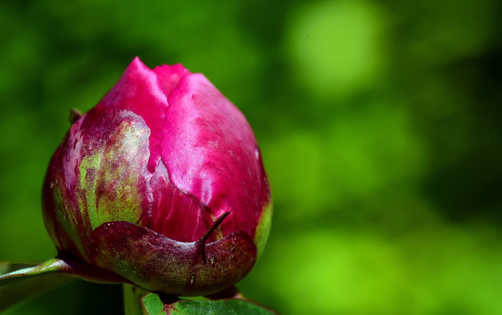Nikon D3300 sample photo. Peony, bud, flower photography