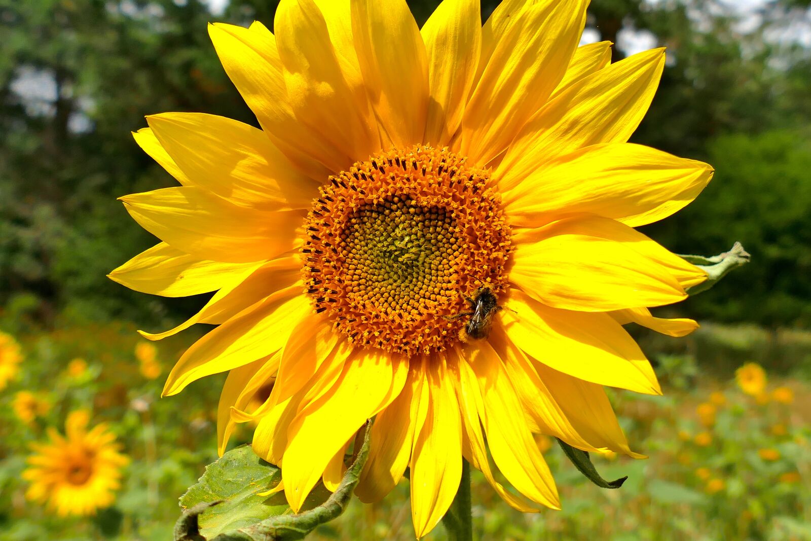 Panasonic Lumix DMC-FZ1000 sample photo. Sunflower, macro, beautiful colors photography