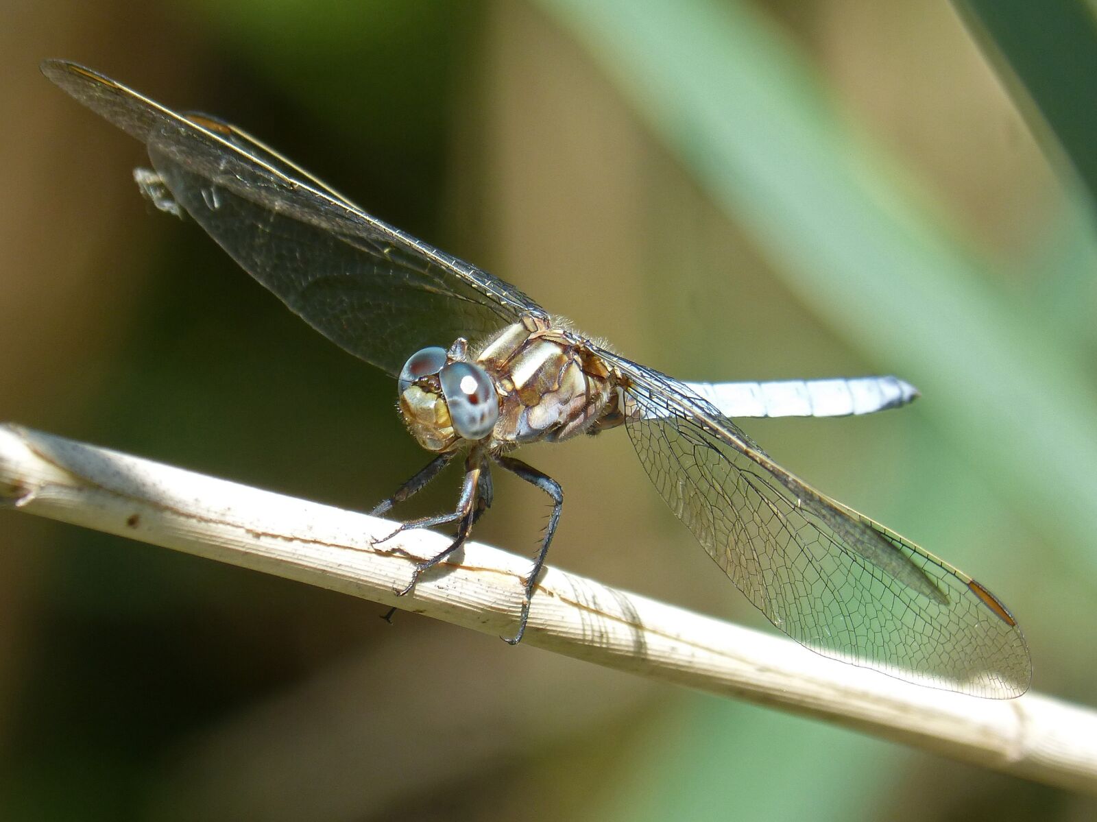 Panasonic DMC-FZ62 sample photo. Blue dragonfly, stem, wetland photography