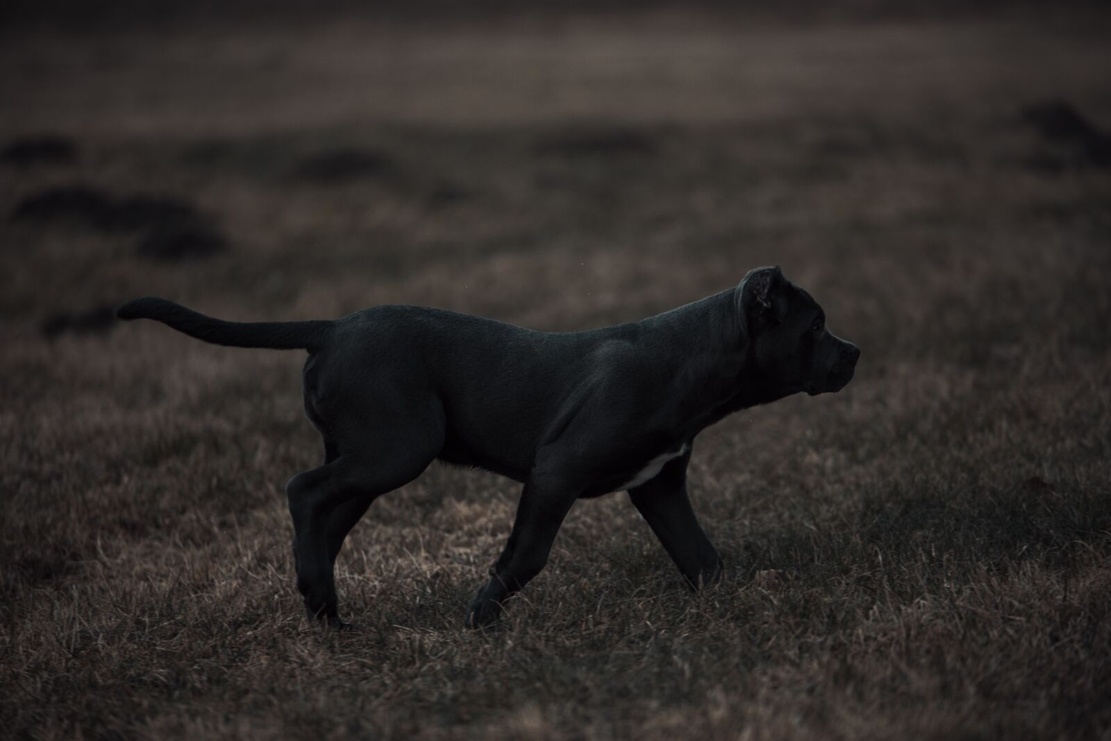 Canon EOS 6D sample photo. Bandog, puppy, blue eyes photography