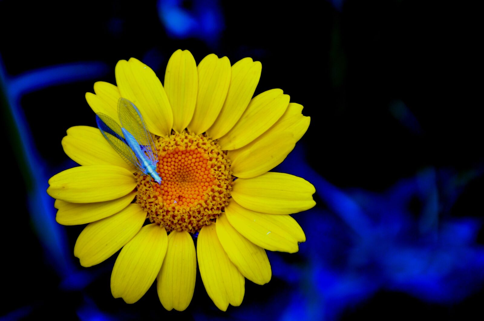 Nikon D5100 sample photo. Yellow flower, margaret photography