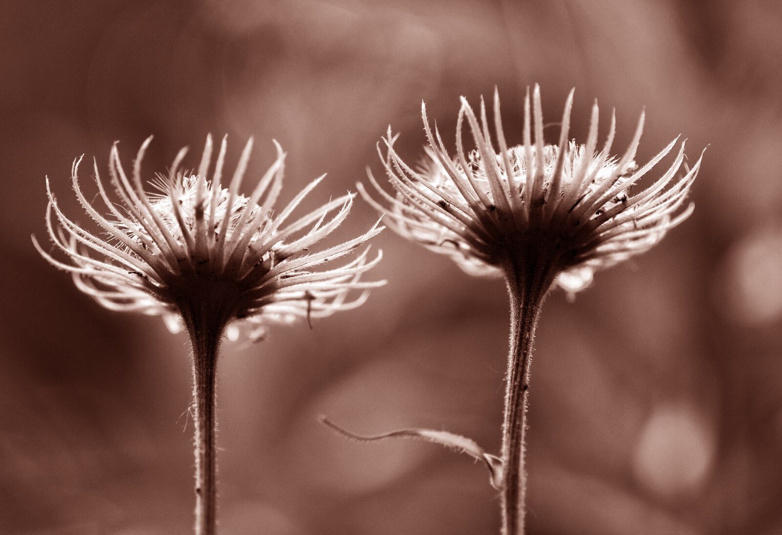 Nikon D90 sample photo. Flower, plant, petal photography