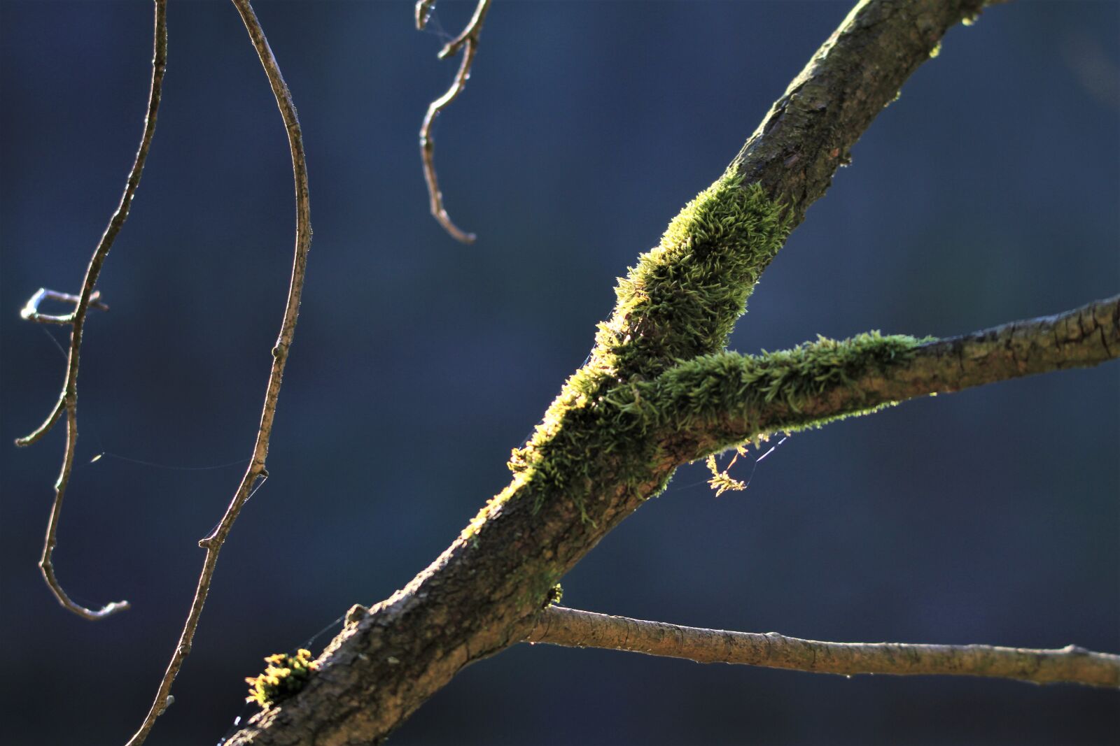 Canon EOS 7D sample photo. Branch, moss, tree photography