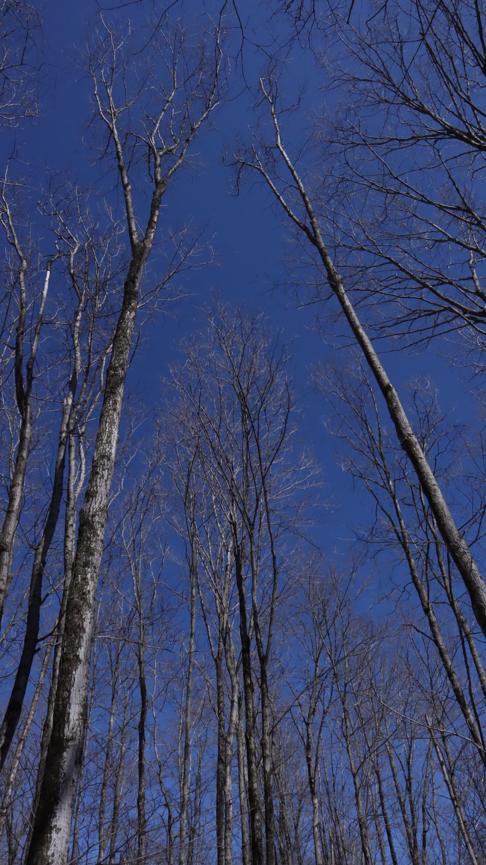 Canon EF-M 15-45mm F3.5-6.3 IS STM sample photo. Spring, trees, sky photography