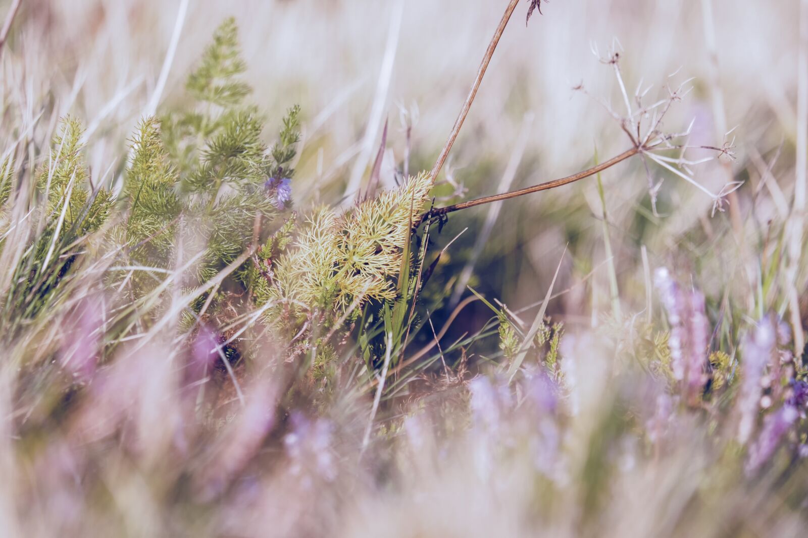 Fujifilm XF 55-200mm F3.5-4.8 R LM OIS sample photo. Yarrow, leaves, plant photography