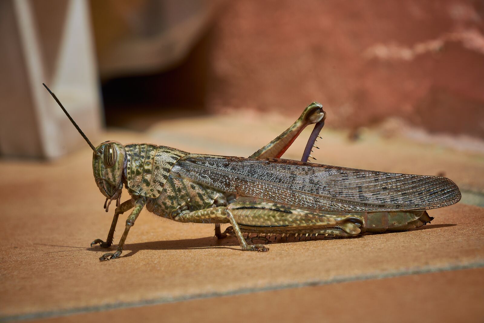 Nikon D7200 sample photo. Lobster, insect, grasshopper photography