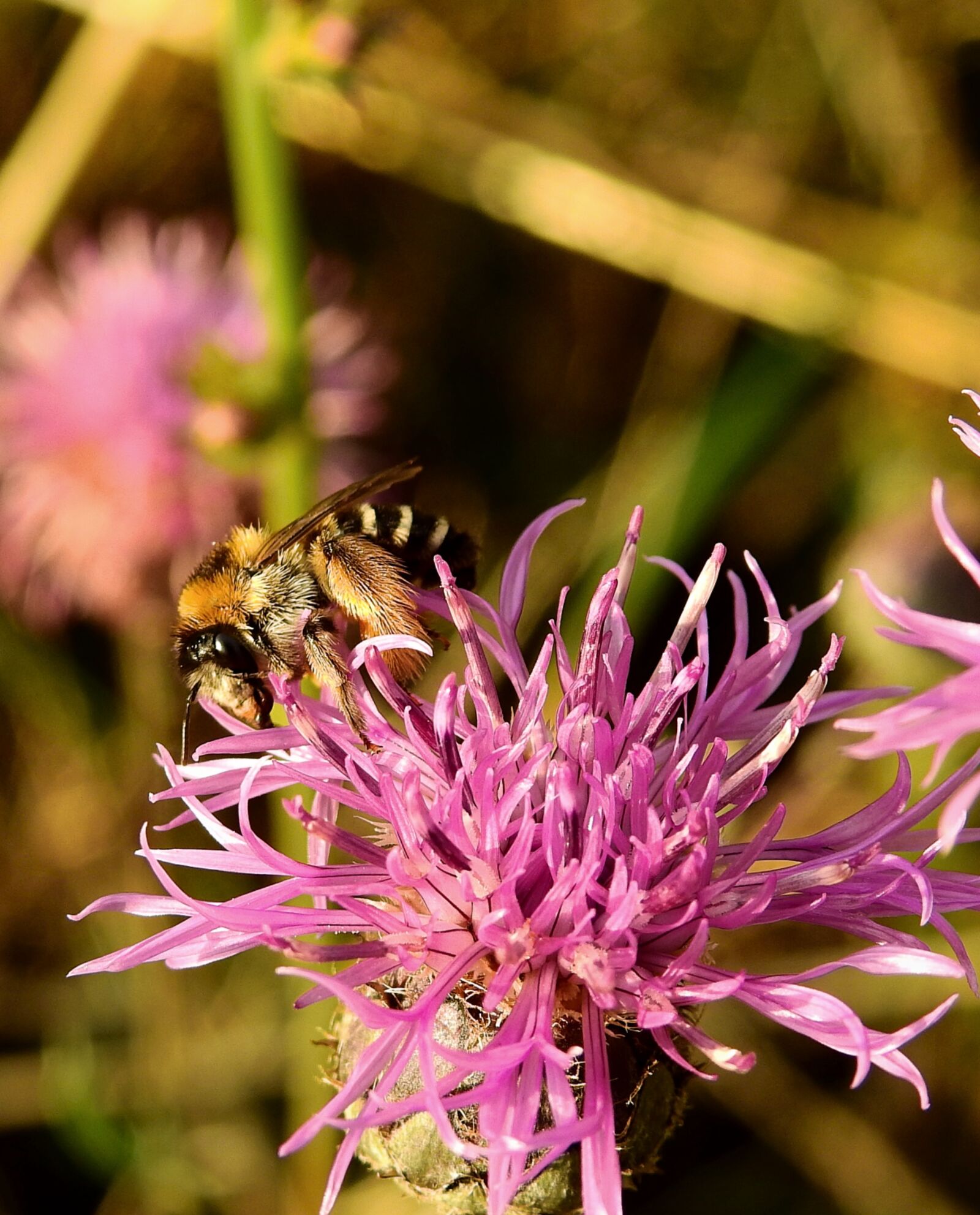 Nikon Coolpix P900 sample photo. Bee, pollination, insect photography