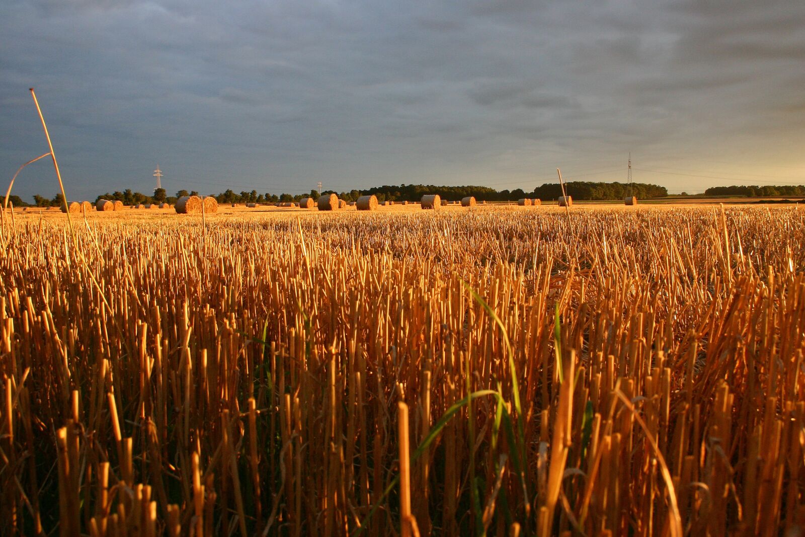 Canon EOS 300D (EOS Digital Rebel / EOS Kiss Digital) sample photo. Summer, straw, field photography