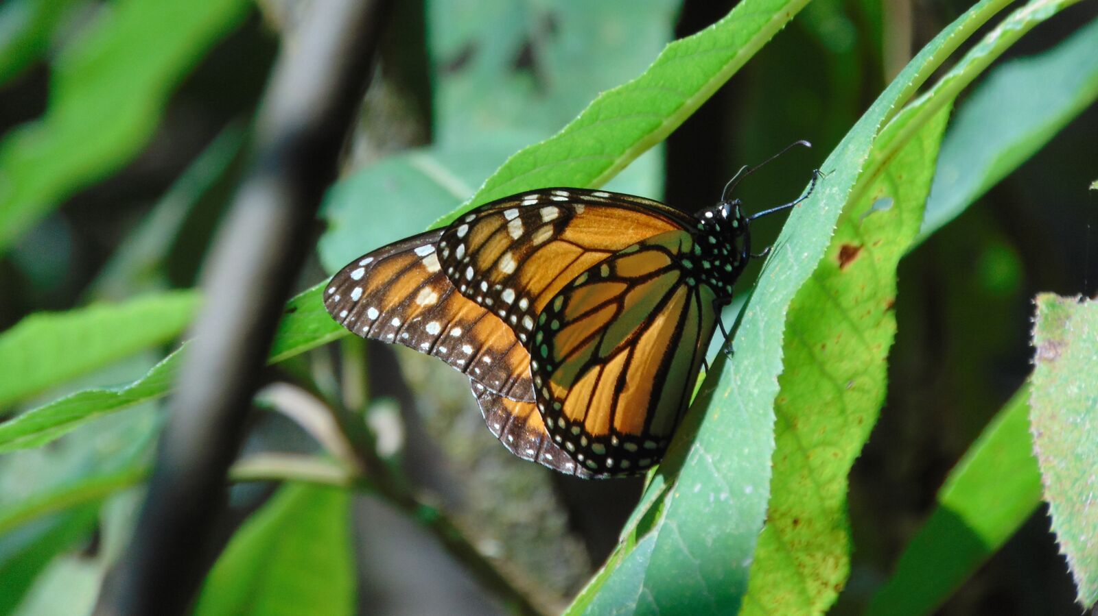 Sony Cyber-shot DSC-H300 sample photo. Insect, nature, outdoors photography