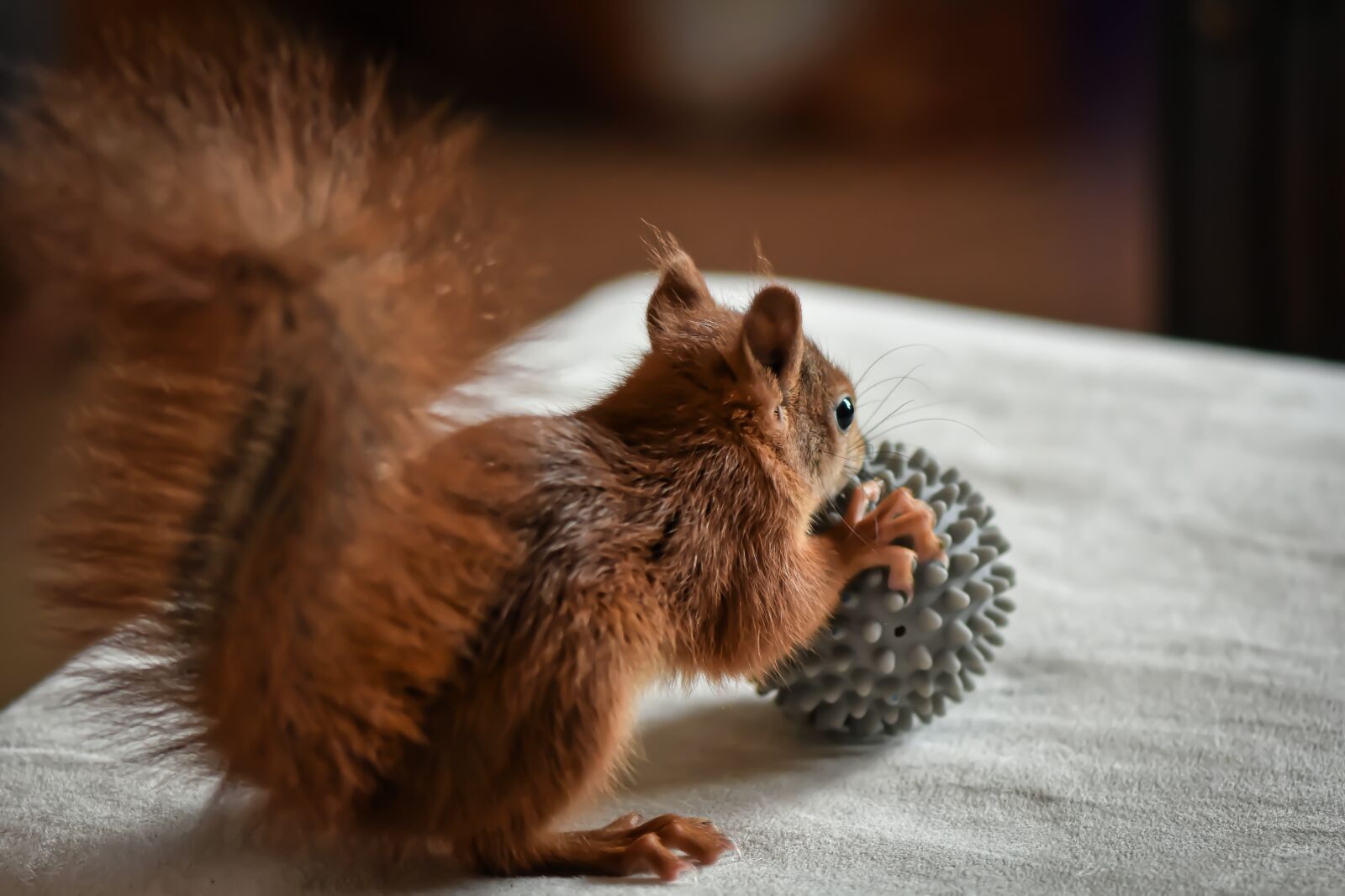 Nikon D7200 sample photo. Squirrel, young animal, play photography