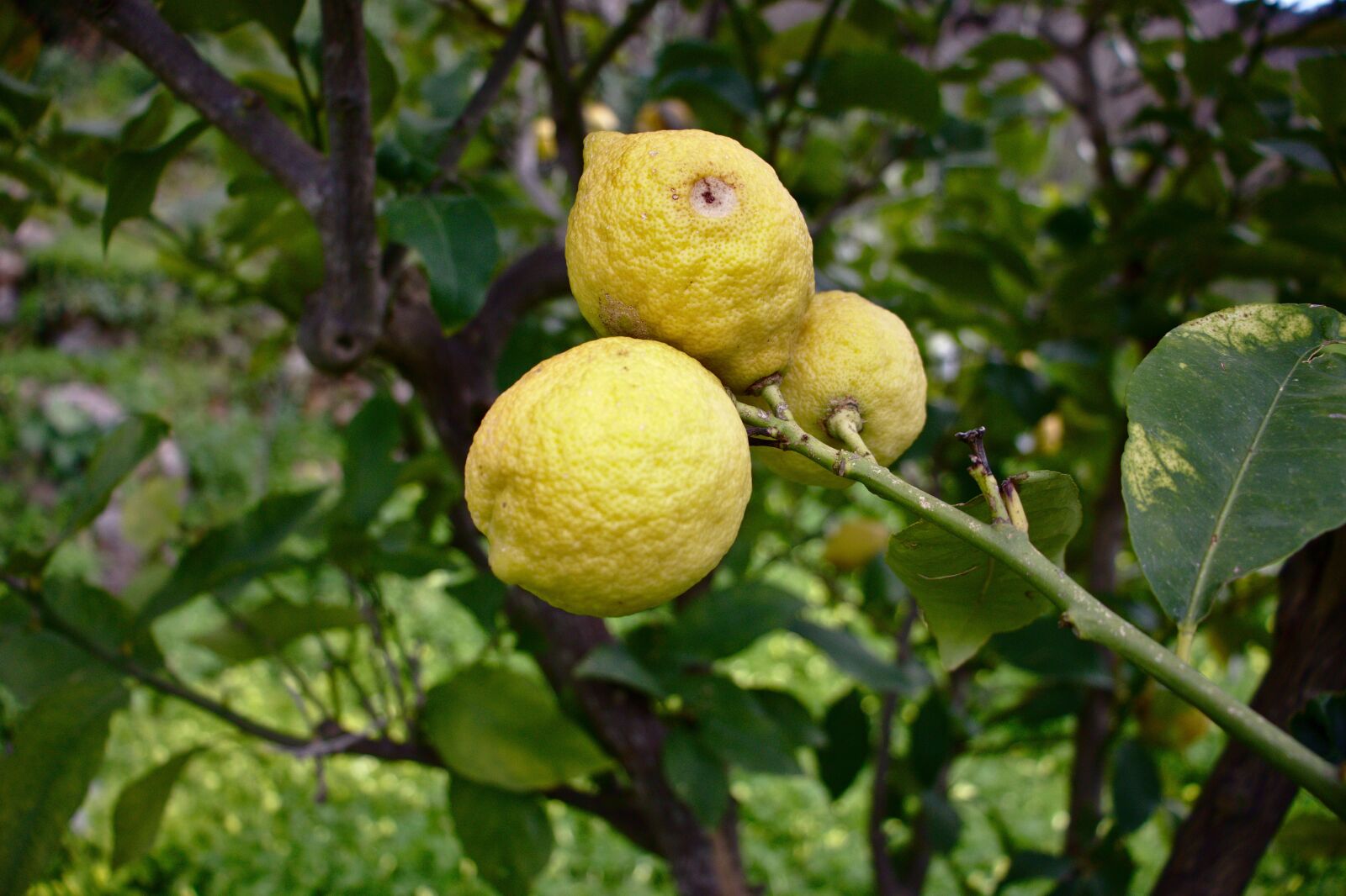 Canon EOS 800D (EOS Rebel T7i / EOS Kiss X9i) sample photo. Lemons, tree, citrus trees photography